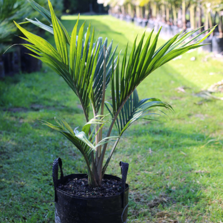 Buy Nikau palm