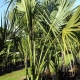 Buy Sabal palm