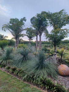Matakana Palms