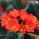 red clivia for sale