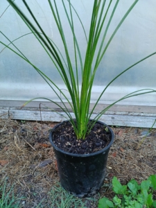 Buy Mexican Grass Tree
