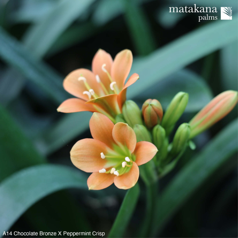 Buy Clivia Plants Matakana Palms NZ