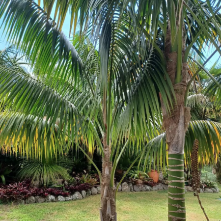 Matakana Palms