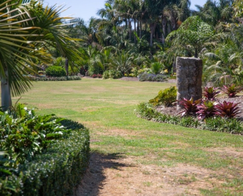 palm garden