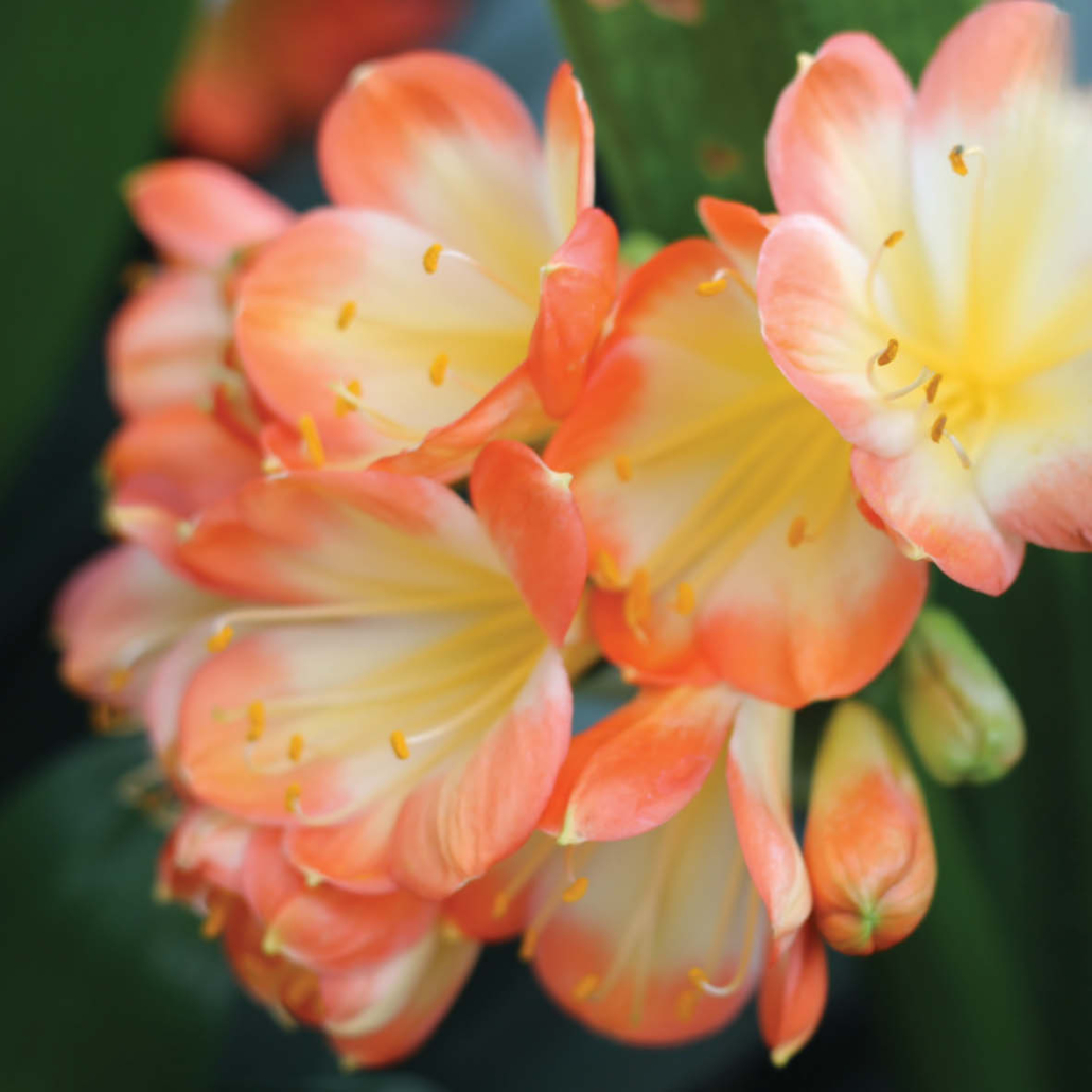 Buy Clivia Plants Matakana Palms NZ