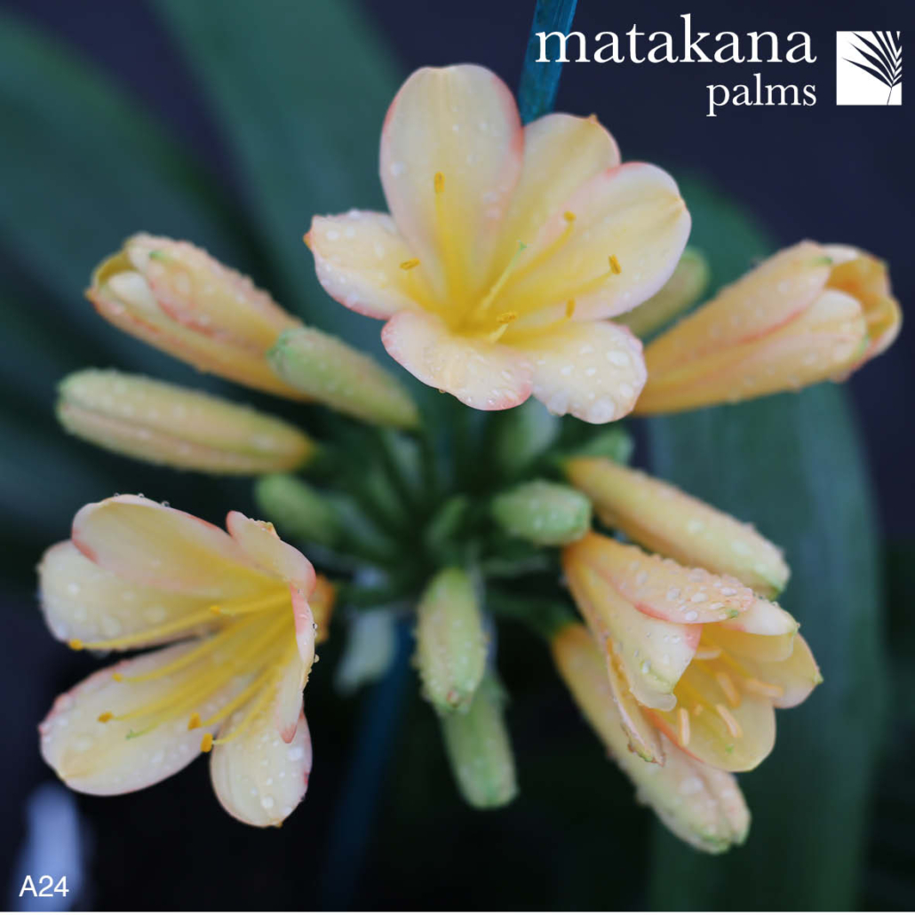 Buy Clivia Plants Matakana Palms NZ