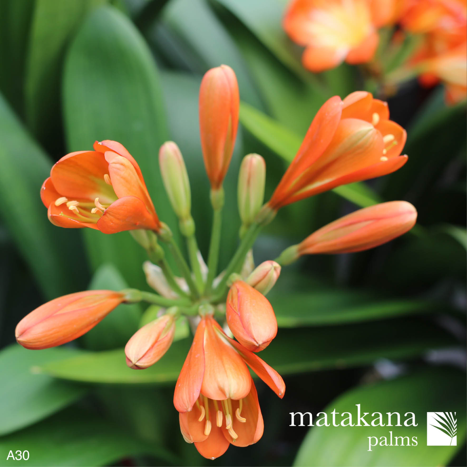 Buy Clivia Plants Matakana Palms NZ