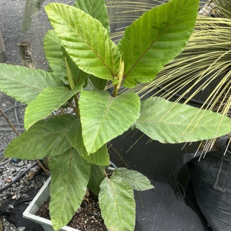 Ficus dammaropsis