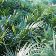 Sale Matakana Palms