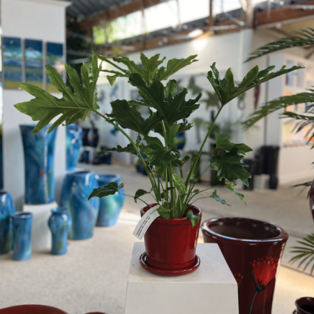 Indoor Pot Plants