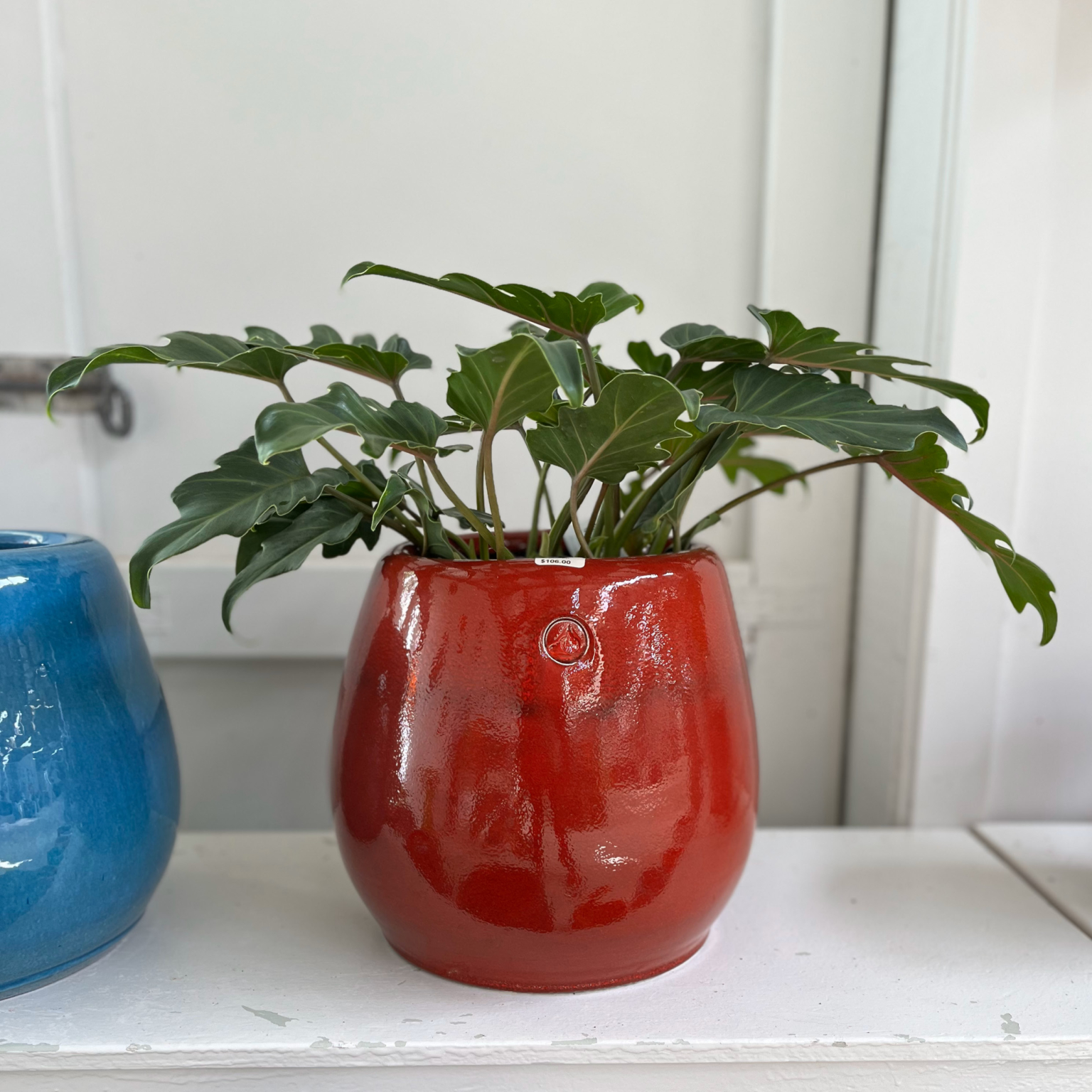 Philodendron Xanadu House Plant Matakana Palms